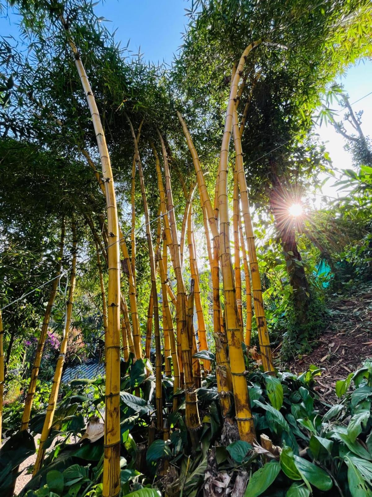 Villa Lush Acres Thekkady Esterno foto